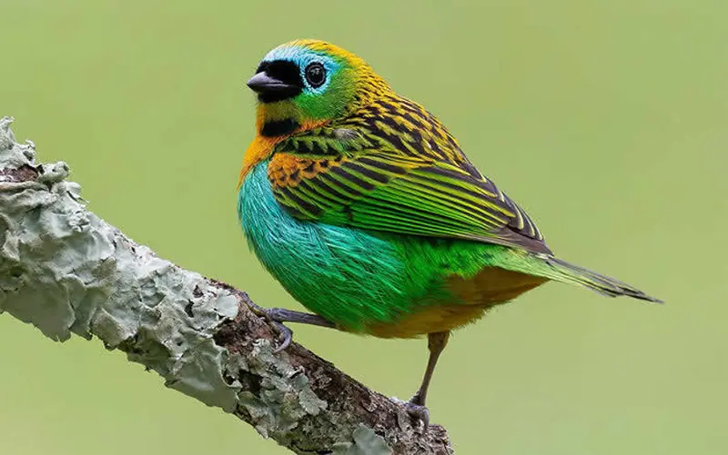 پرنده ای رنگارنگ روی شاخه