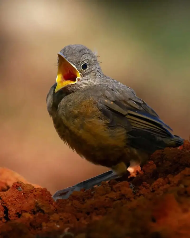 پرنده آوازه خوان روی درخت