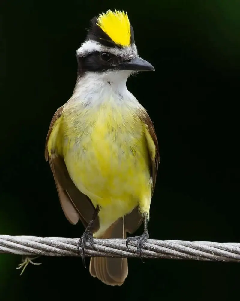 شانه به سر زرد روی شاخه