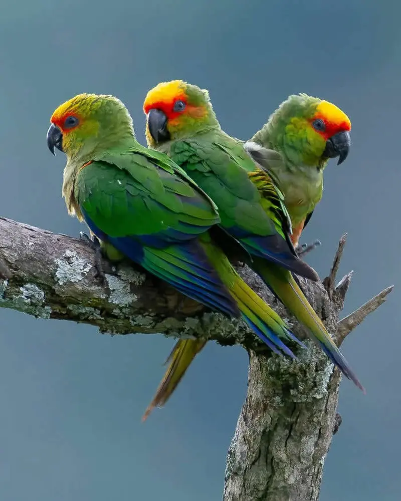 سه طوطی روی شاخه