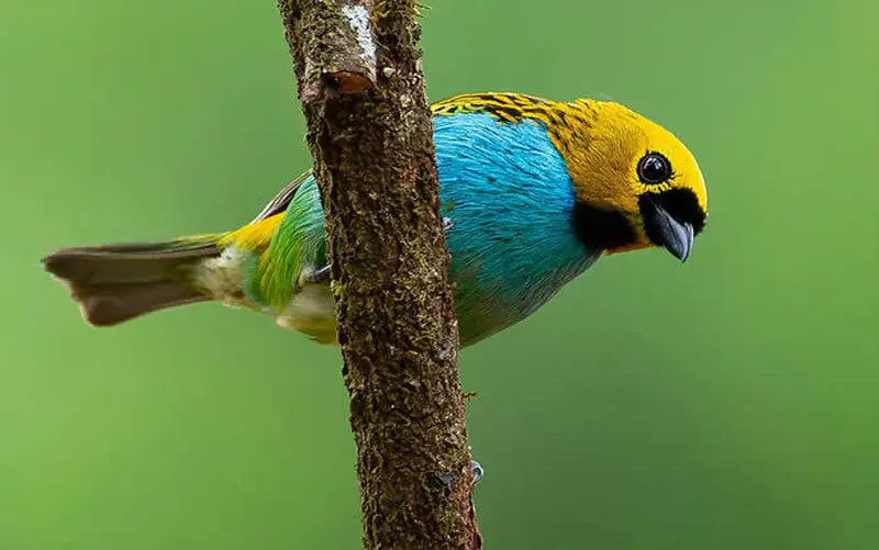 پرنده دو رنگ زرد و آبی روی شاخه