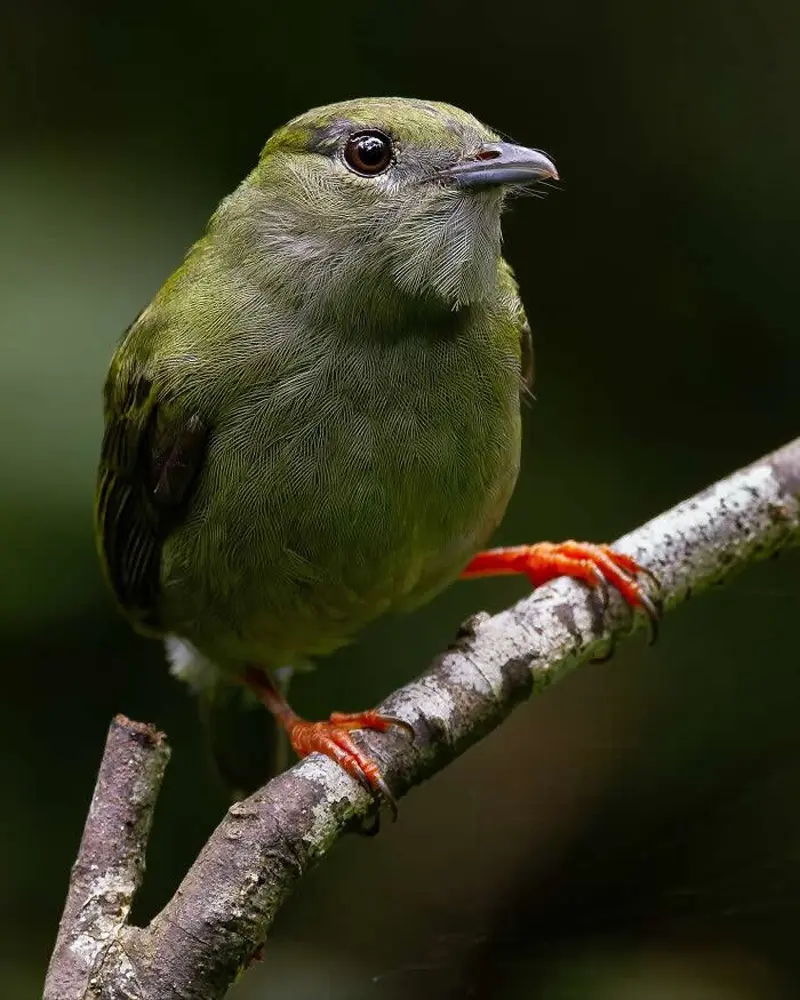 پرنده کوچک سبز روی شاخه