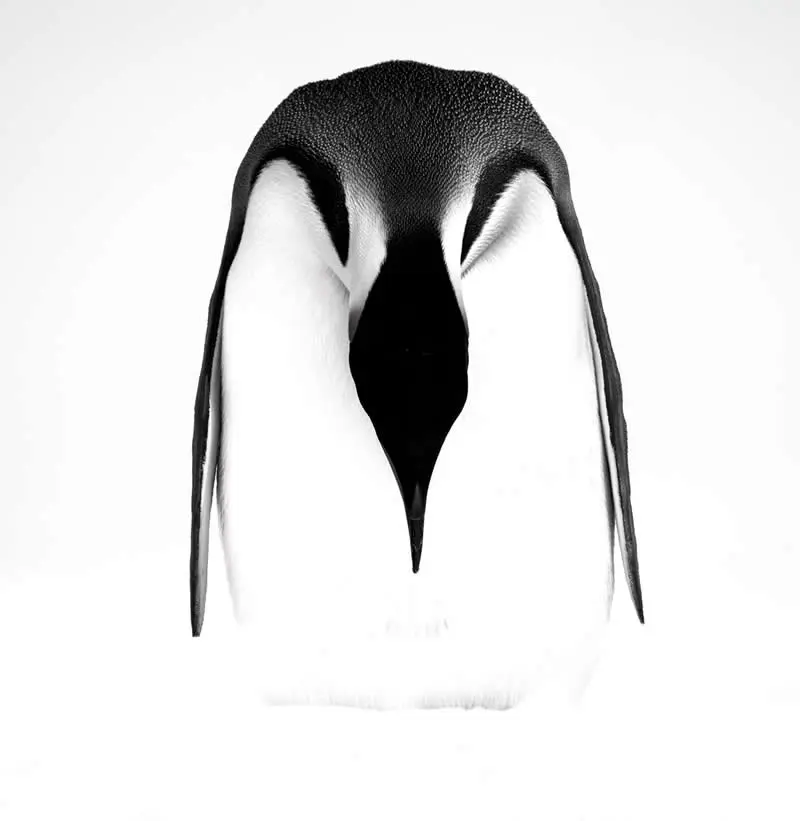 پنگوئن (Penguin) در نمای نزدیک با کنتراست بالا در پس‌زمینه سفید