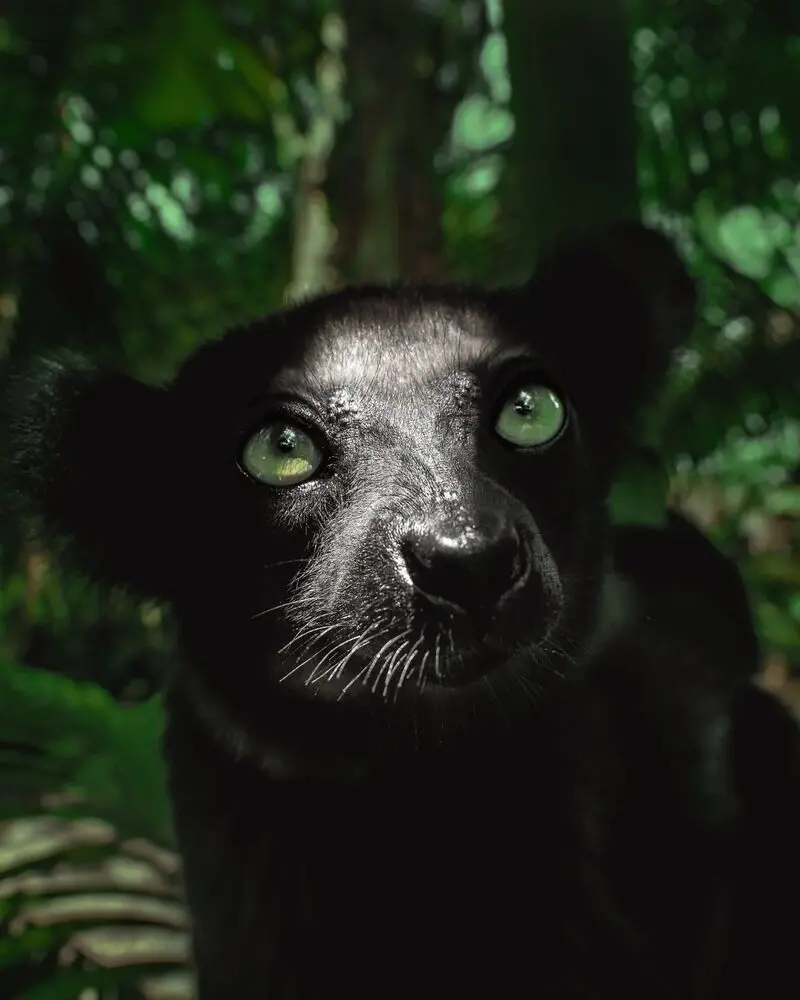 میمون سیاه (Black Lemur) با چشم‌های سبز در جنگل‌های ماداگاسکار