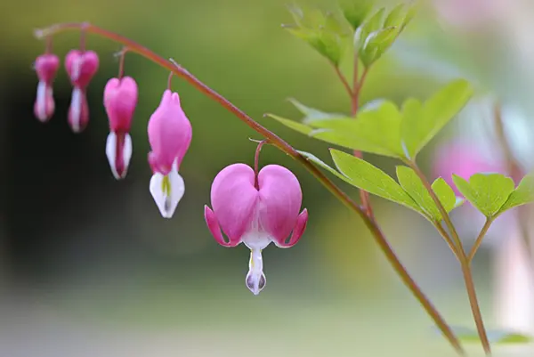 گل‌های صورتی قلب خونین (Lamprocapnos spectabilis) روی ساقه گیاه در طبیعت