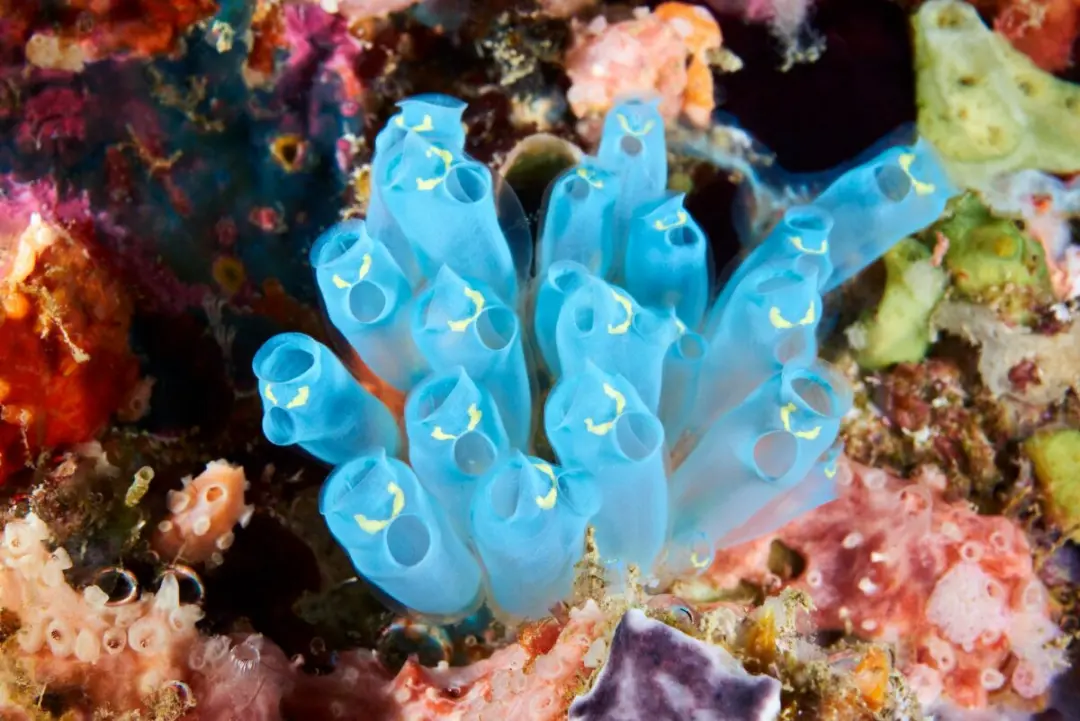 موجودات دریایی آبی‌رنگ (Tunicates) در بستر مرجانی اقیانوس
