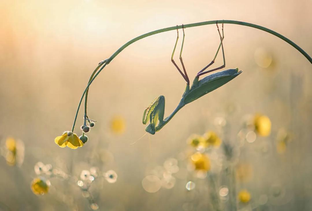آخوندکی آویزان از شاخه گل