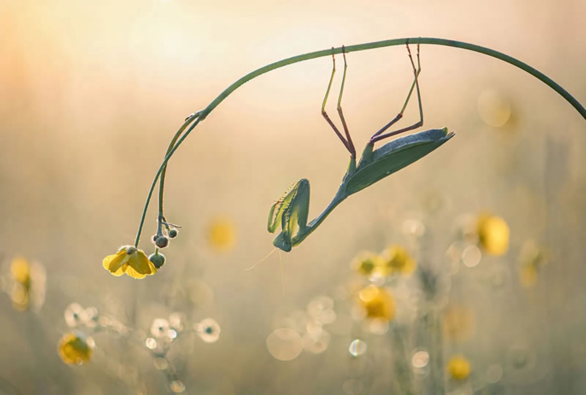 آخوندکی آویزان از شاخه گل