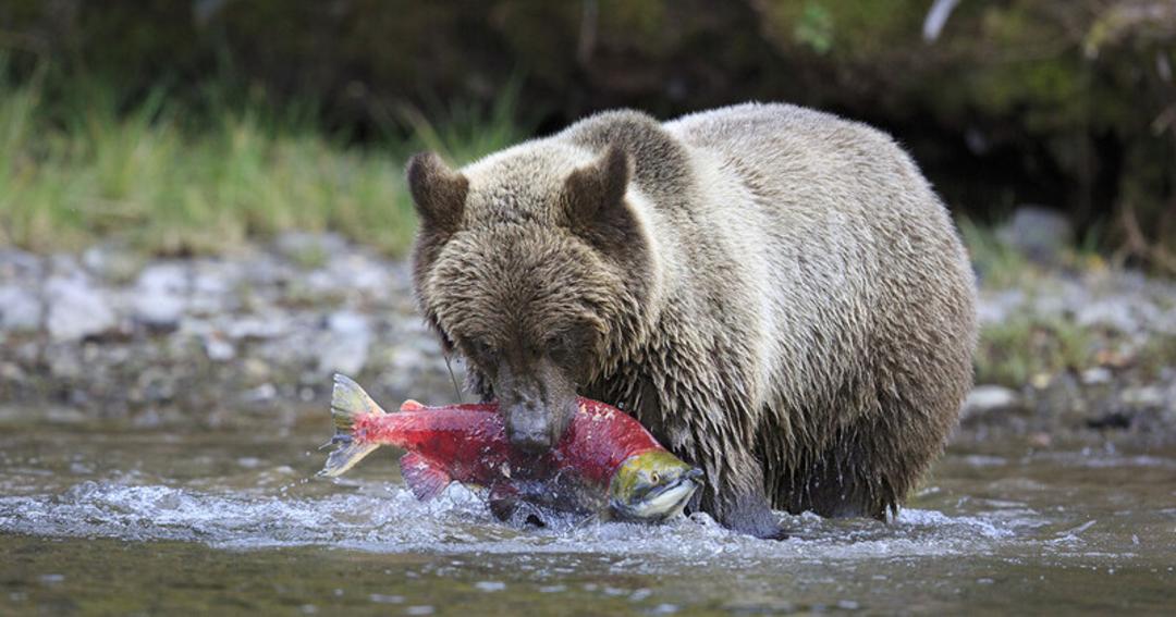 خرس قهوه‌ای (Brown Bear) در حال شکار ماهی سالمون در رودخانه