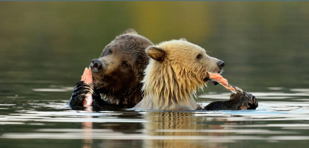 دو خرس قهوه‌ای (Brown Bear) در حال خوردن ماهی سالمون در آب