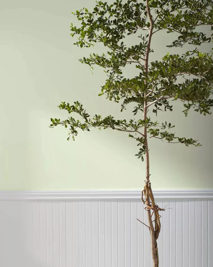 دیوار سبز روشن با گیاه آپارتمانی در فضای داخلی خانه