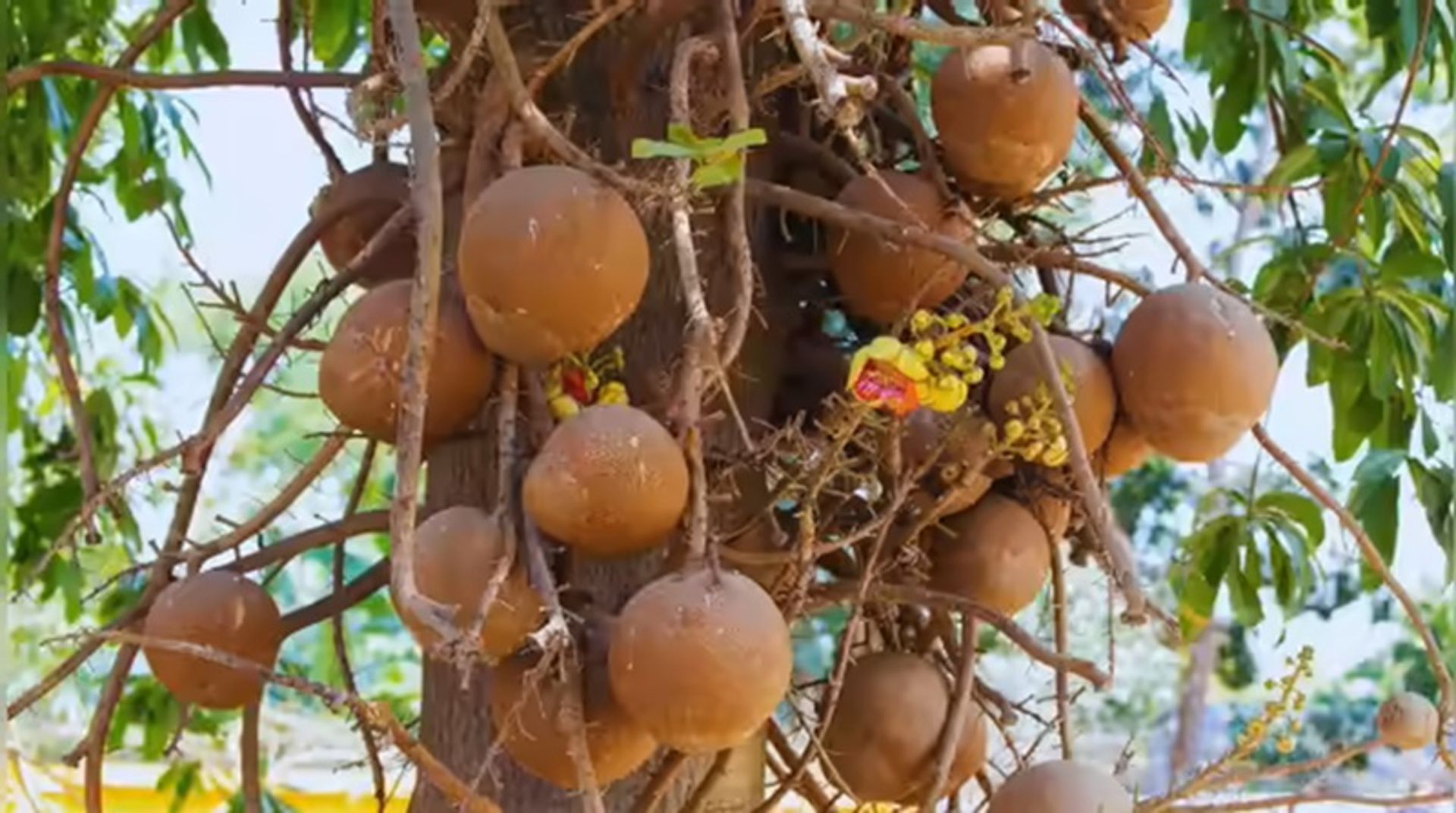 درخت توپ‌ساحلی
