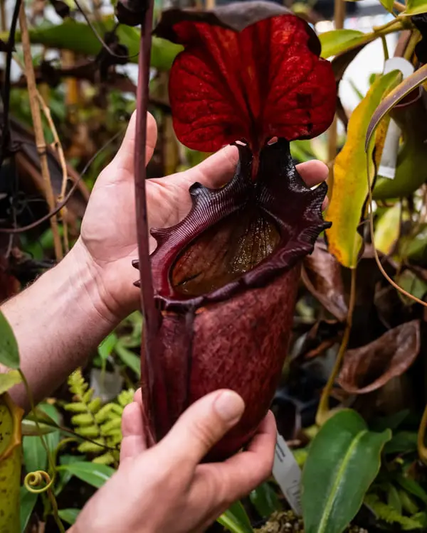 گیاه گوشت‌خوار نباتی (Nepenthes) با ظرف قرمز رنگ در دست انسان