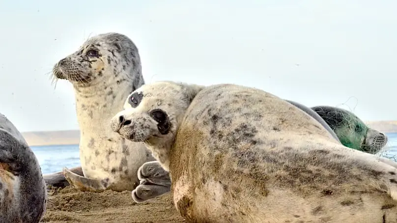 فک‌های دریایی (Caspian seals) روی ساحل شنی در کنار آب خزر