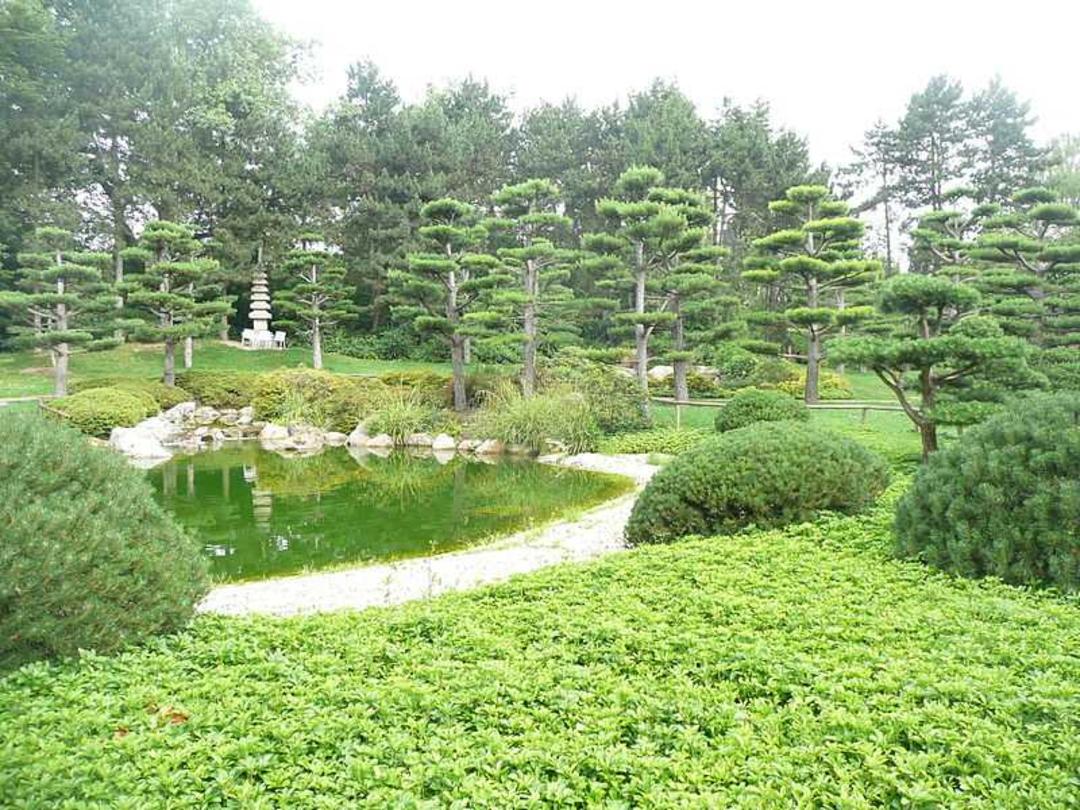 پوشش گیاهی باغ ژاپنی نردپارک دوسلدورف