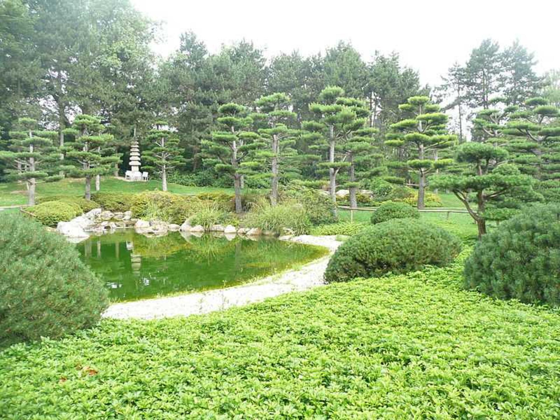 پوشش گیاهی باغ ژاپنی نردپارک دوسلدورف
