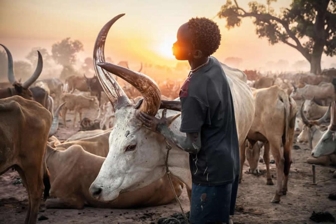 گاوهای با شاخ‌های بلند (Ankole-Watusi) در کنار یک چوپان در هنگام غروب خورشید