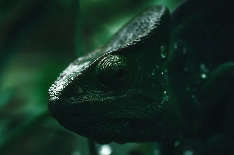 آفتاب‌پرست (Chameleon) با پوست بافت‌دار و چشم برجسته در طبیعت