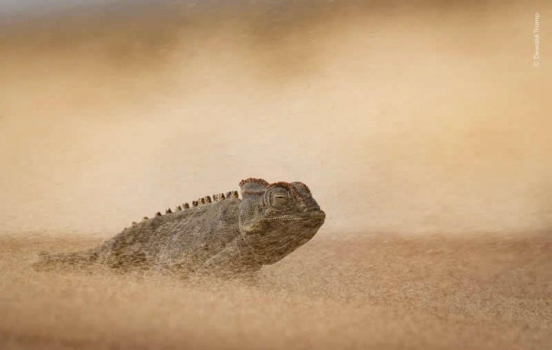 آخوندک (Chameleon) در میان ذرات معلق شن در محیط بیابانی