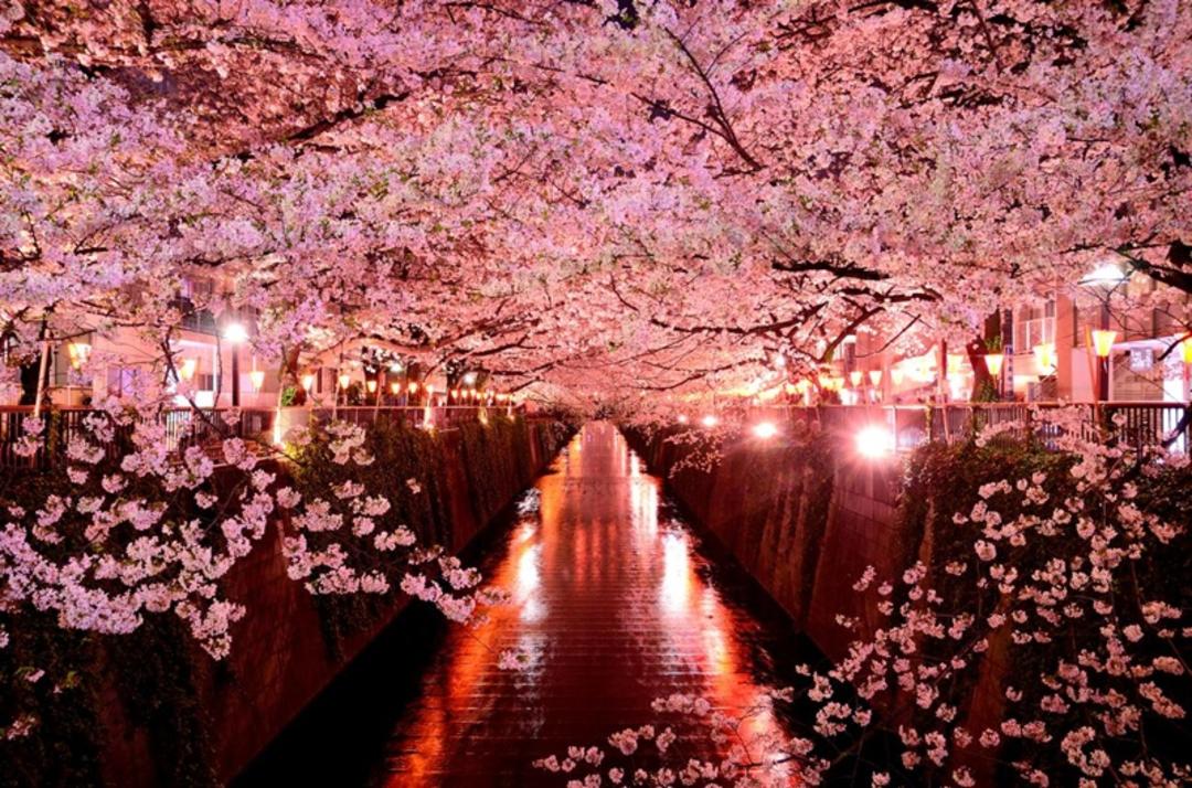 شکوفه‌های گیلاس ژاپن