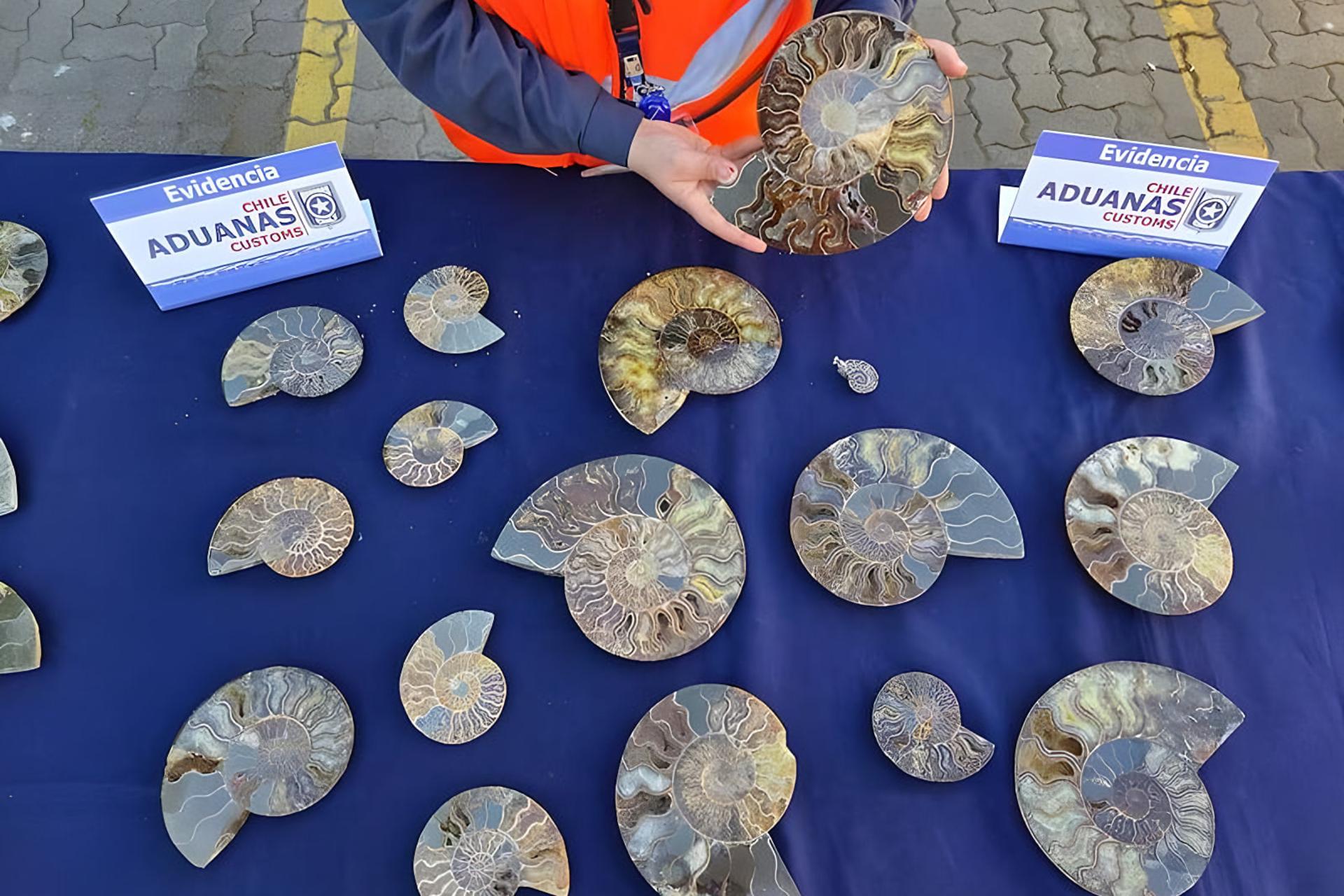 فسیل‌های آمونیت (Ammonite) قدیمی روی میز آبی گمرک شیلی