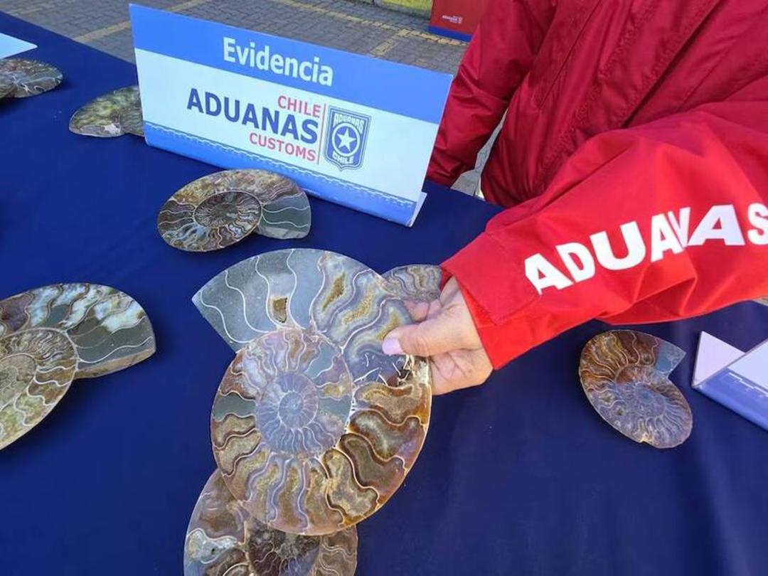 فسیل‌های آمونیت (Ammonite) توقیف شده توسط گمرک شیلی روی میز آبی