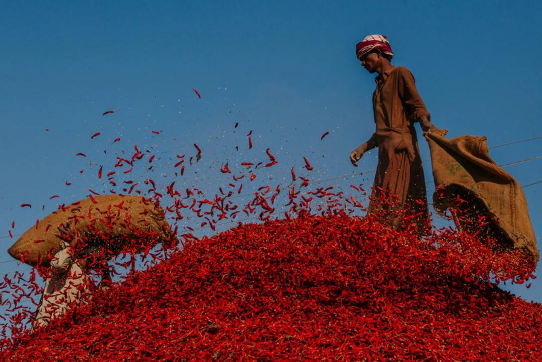 فلفل قرمز (Red Chili) در تپه‌ای بزرگ از محصول برداشت شده در پاکستان