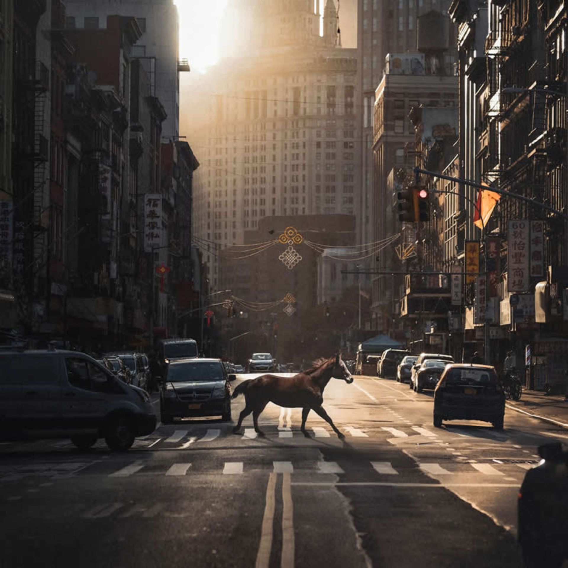 اسبی در خیابان