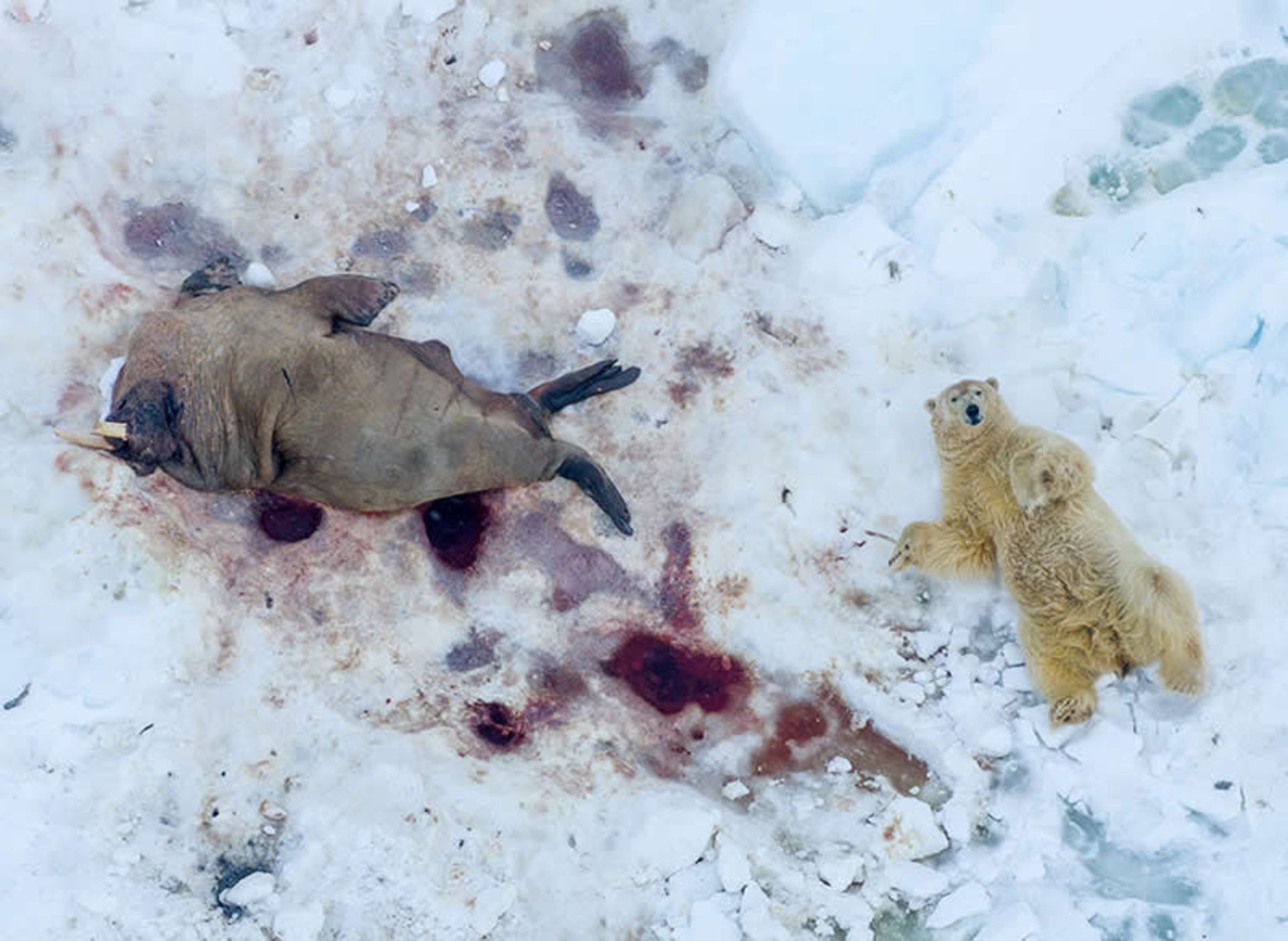 خرس قطبی پس از خوردن یک وعده شیر دریایی