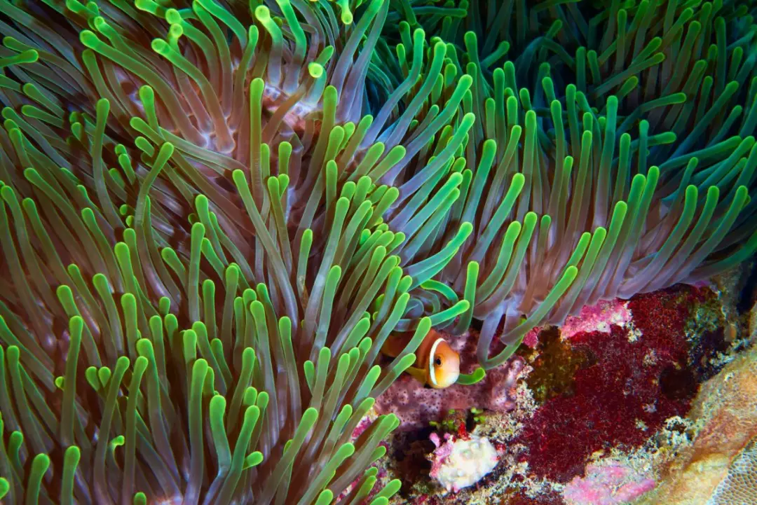ماهی کلاگنا (Clownfish) میان شاخک‌های سبز و بلند یک انیمون دریایی