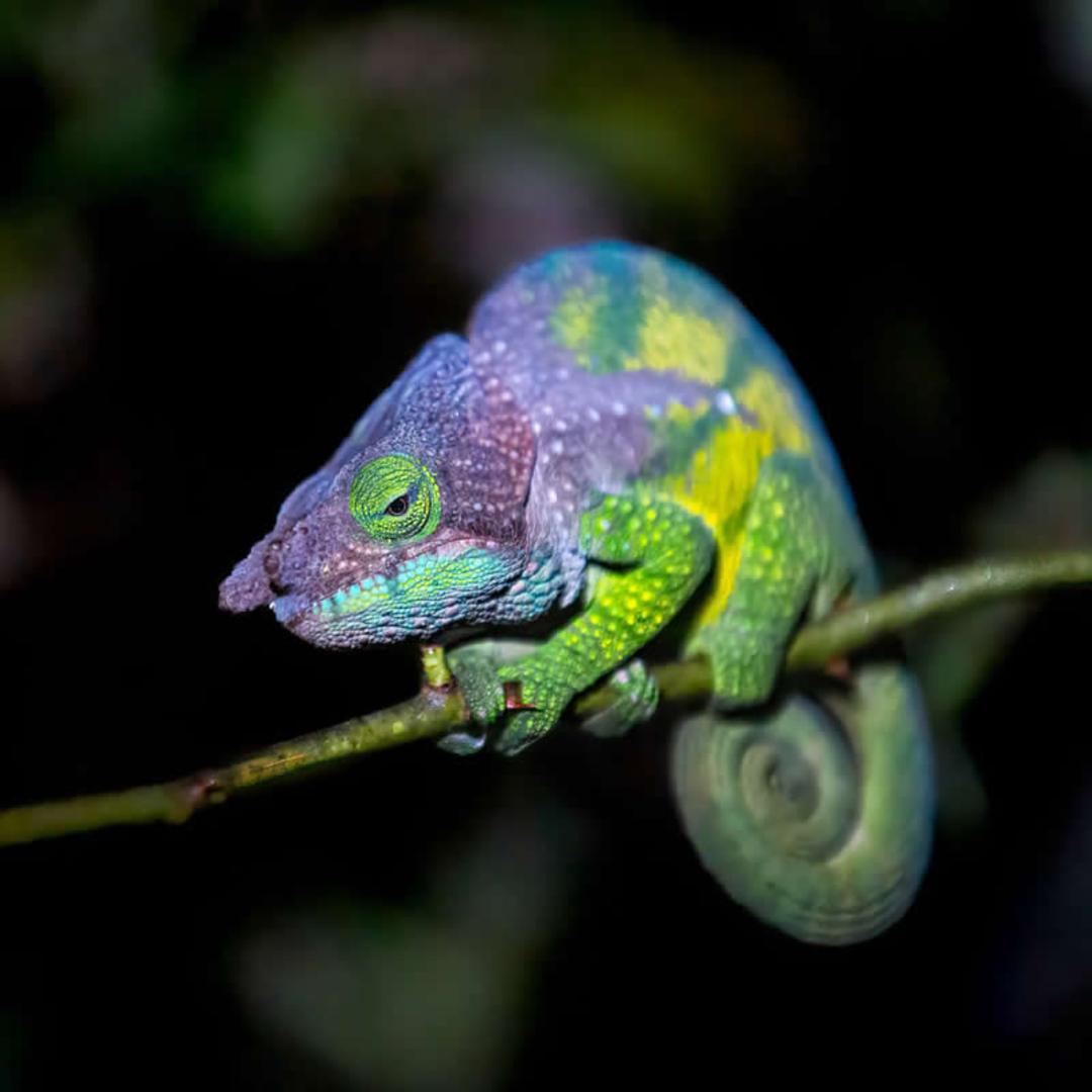 آخوندک (Chameleon) رنگارنگ با پوست سبز و بنفش روی یک شاخه نازک