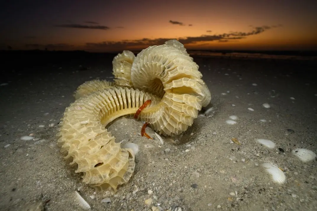 صدف‌های حلزونی با ساختار لایه‌ای و بافت منظم روی ماسه ساحل