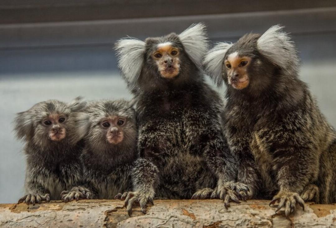 گروهی از میمون‌های مارمولک (Common Marmoset) روی یک شاخه درختی نشسته‌اند