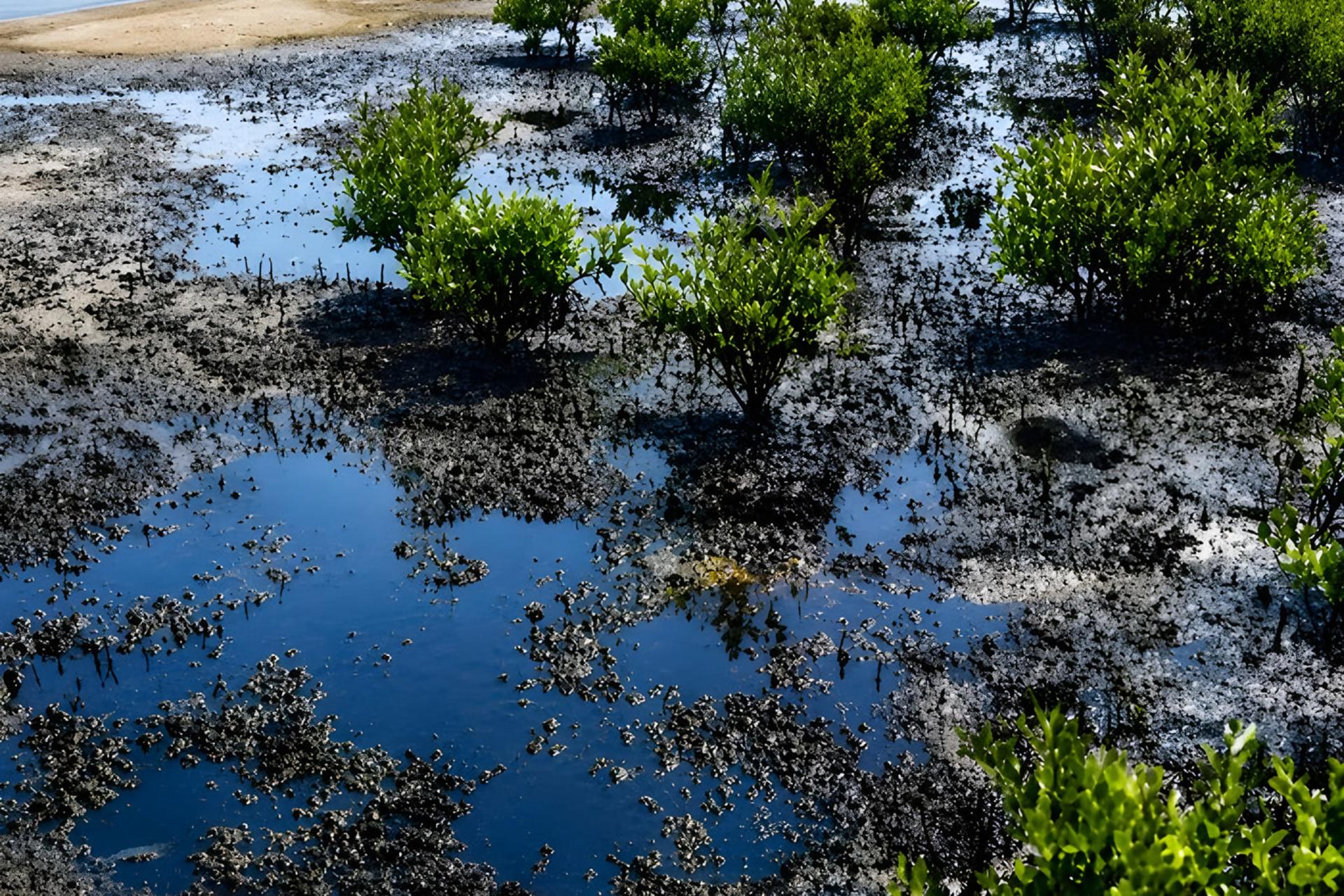 جنگل‌های حرا (Mangrove) در جزیره قشم با لایه‌ای از آلودگی نفتی
