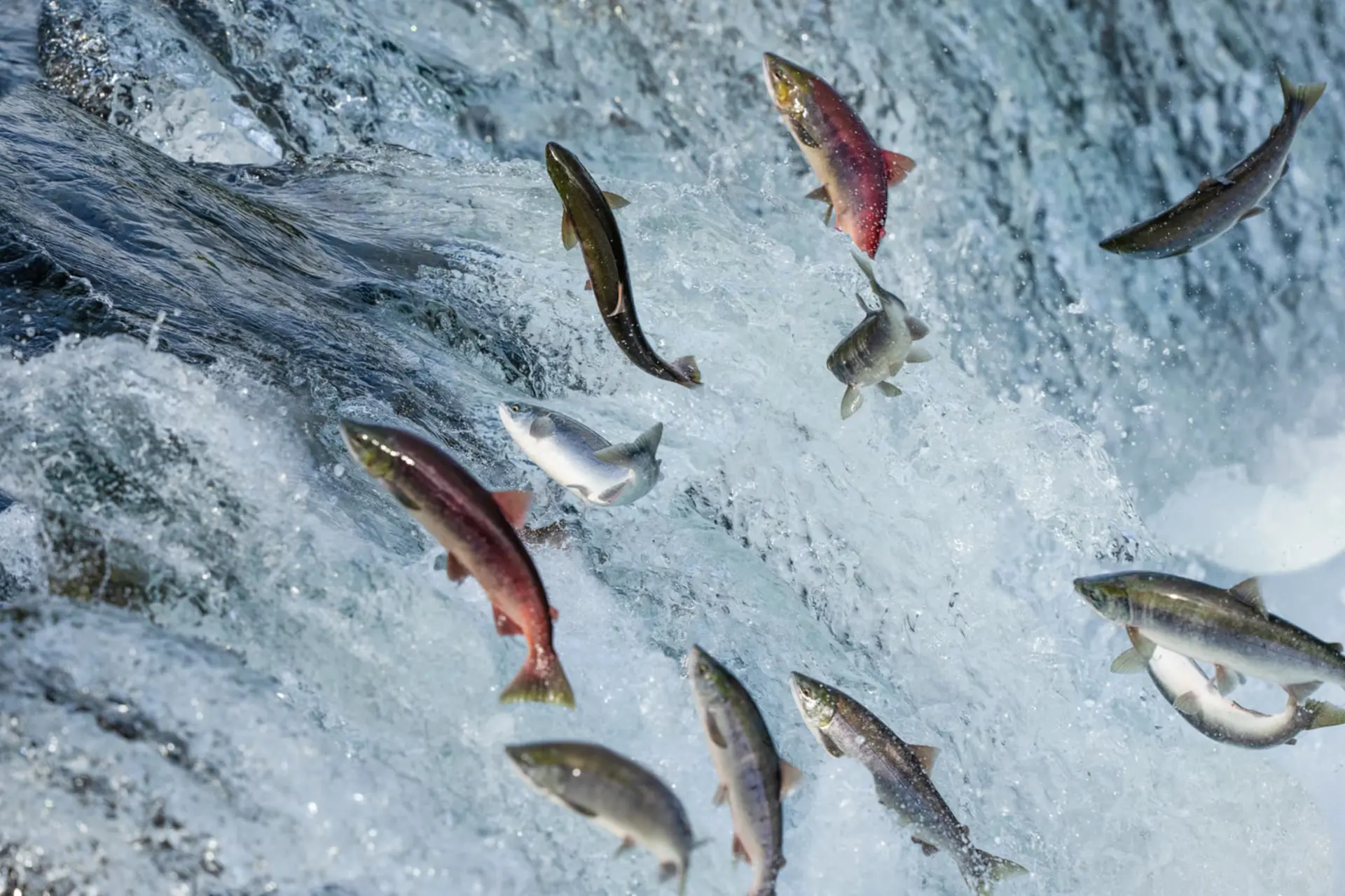 ماهی‌های سالمون (Salmon) در حال پریدن از میان آبشار پرجنب‌وجوش