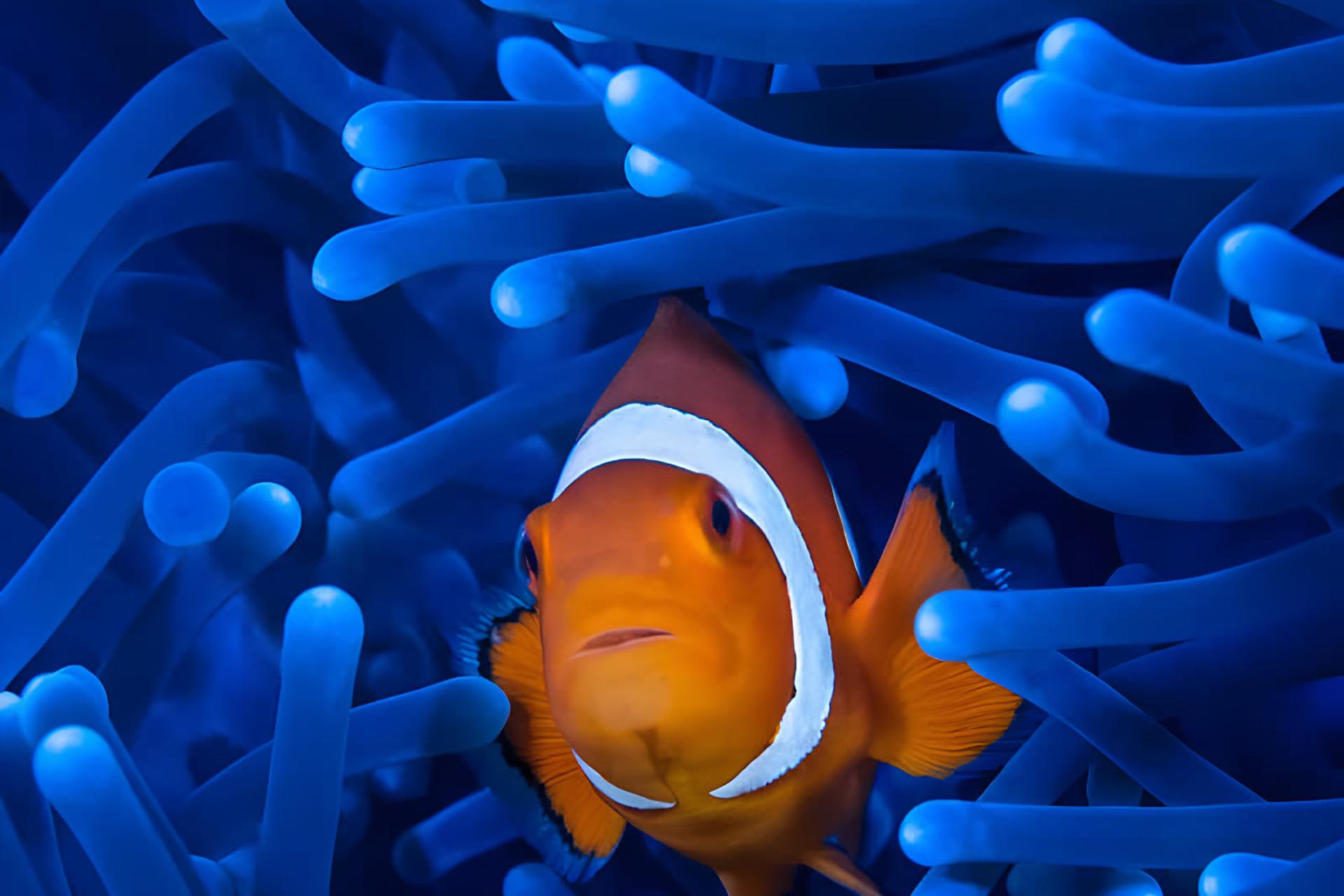 ماهی کلاگنگل (Clownfish) نارنجی در میان شاخک‌های آبی رنگ انیمون دریایی