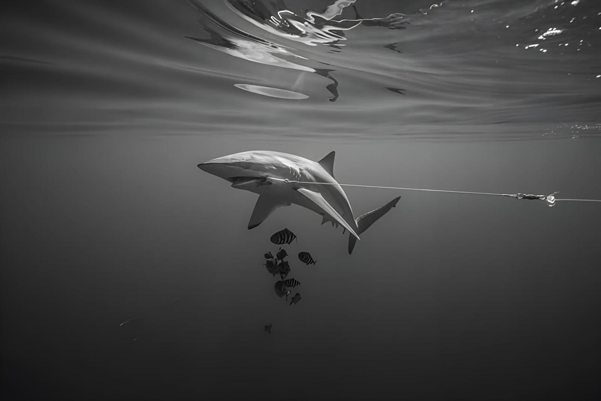 کوسه (Shark) متصل به قلاب و نخ ماهیگیری در اعماق اقیانوس