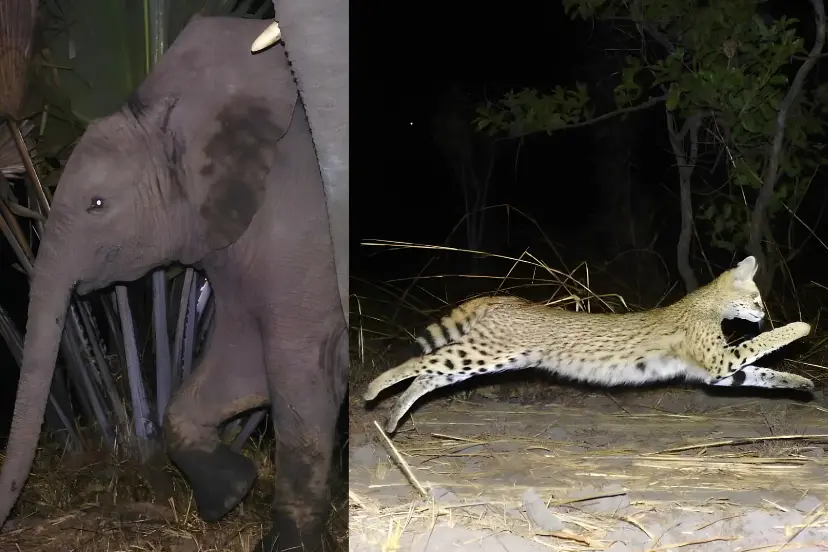 گربه وحشی نادر (Serval) در حال دویدن در طبیعت تانزانیا