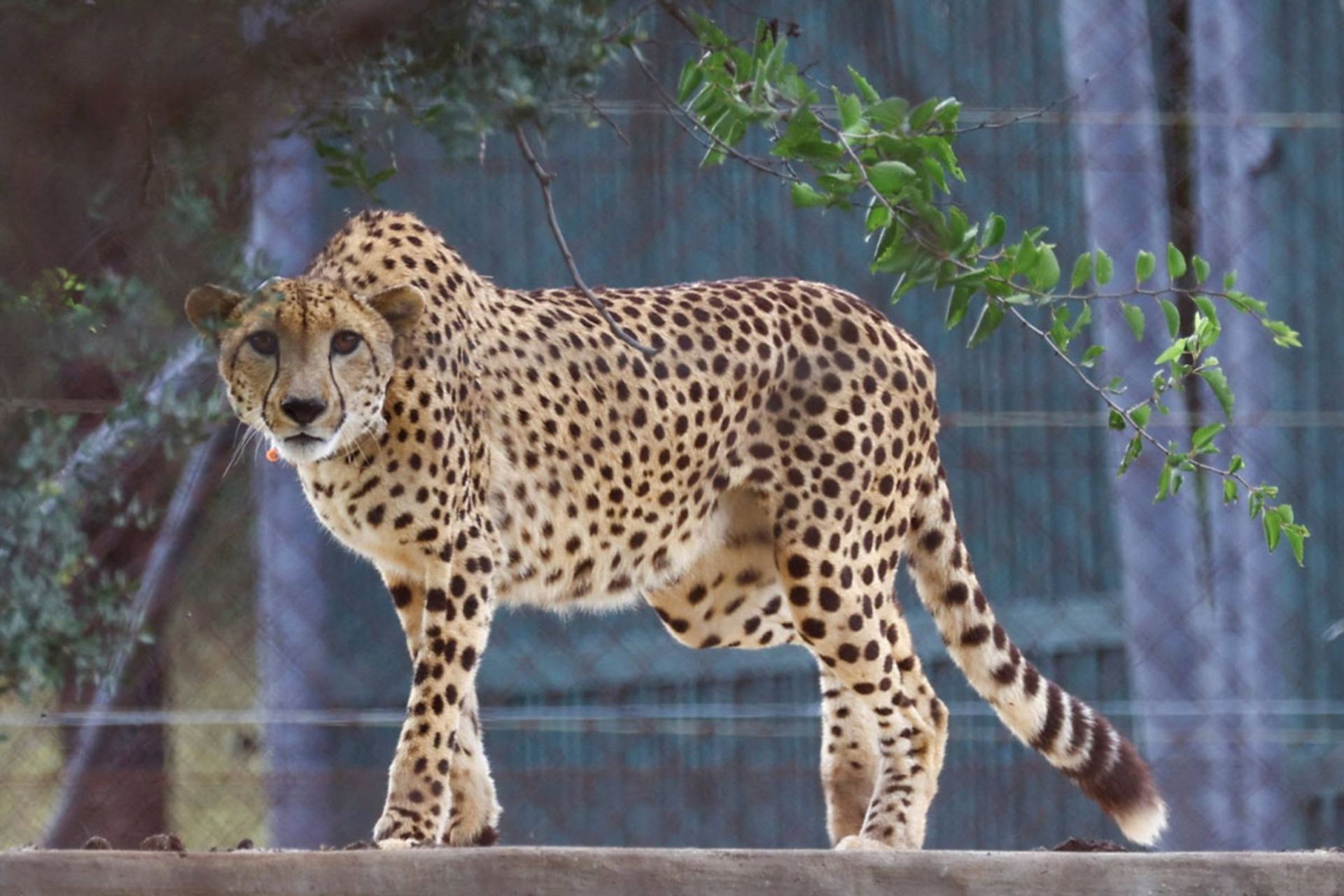 نمای نزدیک از یک یوزپلنگ بالغ با خال‌های سیاه شاخص در حال نگاه کردن به دوربین