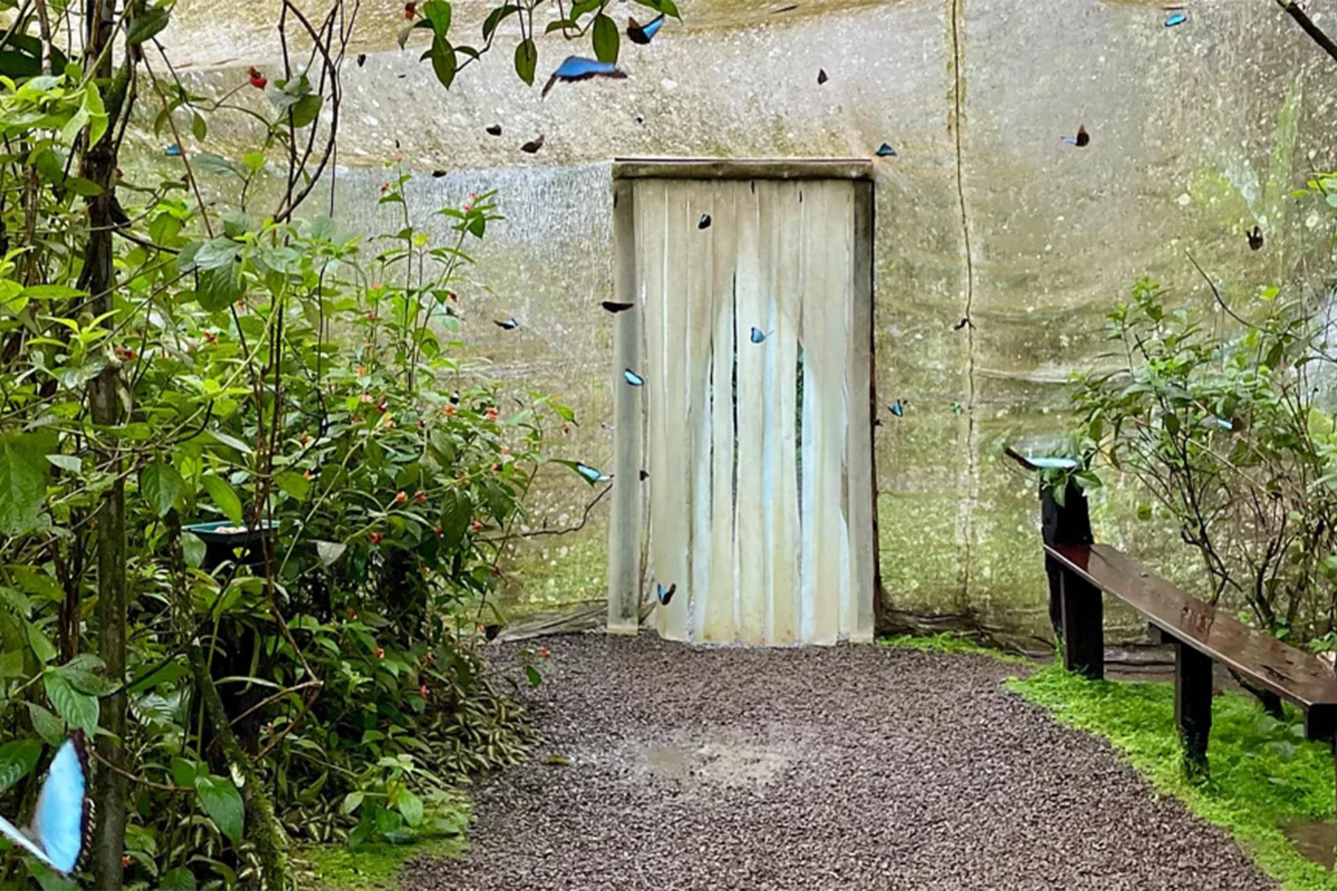 نمای داخلی محیط پروانه‌ها در پیِرلا، با پروانه‌های آبی در حال پرواز، گیاهان انبوه در سمت چپ، و یک درِ پارچه‌ای در انتهای مسیر سنگی.