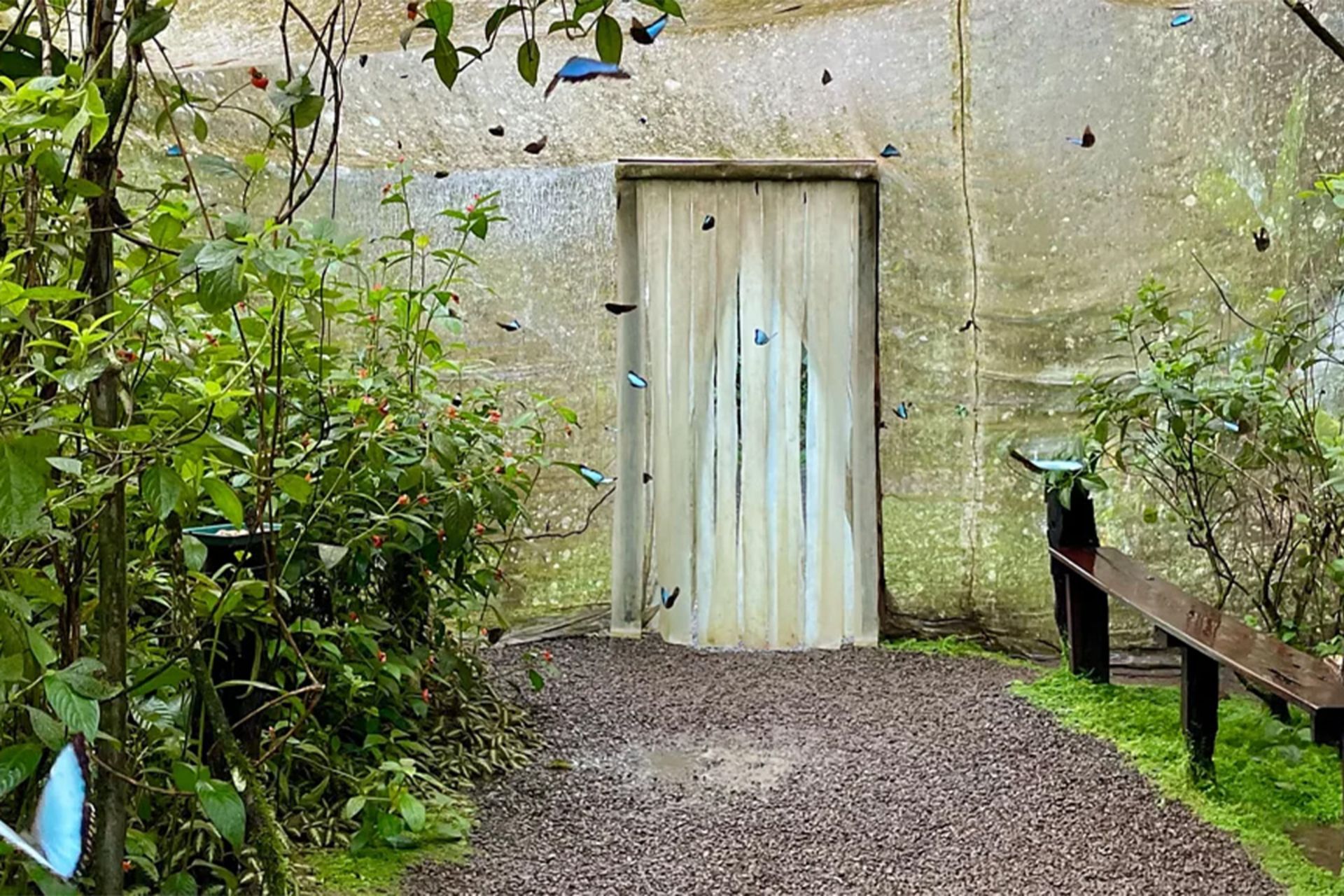 نمای داخلی محیط پروانه‌ها در پیِرلا، با پروانه‌های آبی در حال پرواز، گیاهان انبوه در سمت چپ، و یک درِ پارچه‌ای در انتهای مسیر سنگی.