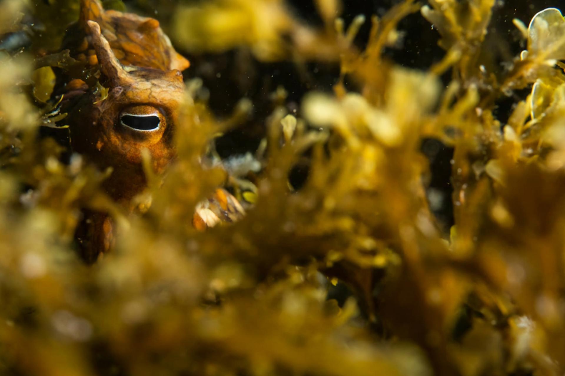 نمای نزدیک و کلوزآپ از چشم هشت‌پا که در میان انبوهی از جلبک‌های دریایی زرد و طلایی پنهان شده