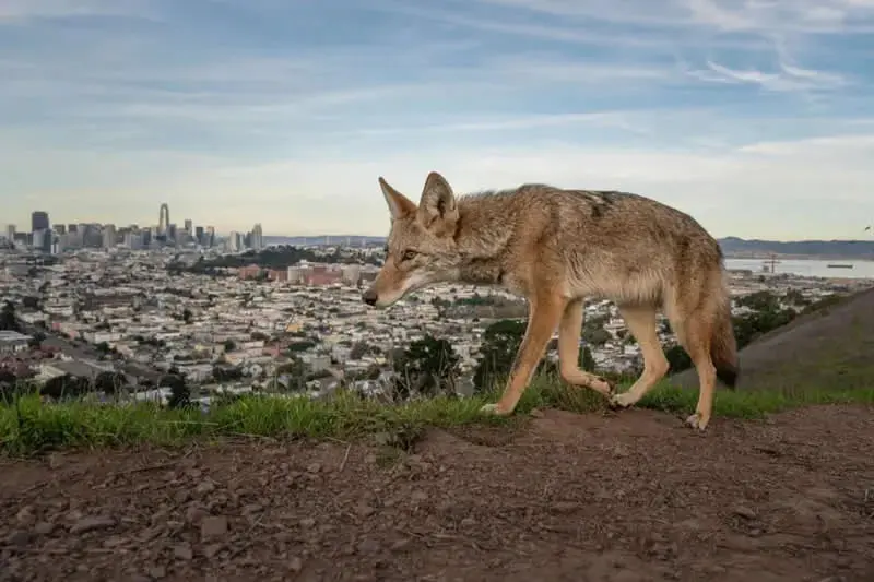 کویوت (Coyote) در حال حرکت روی تپه‌ای با پس‌زمینه شهر