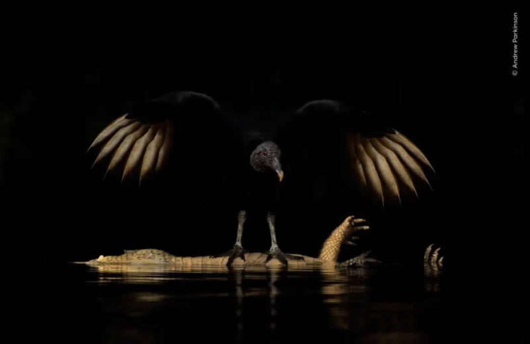 کلاغ (Crow) با بال‌های باز روی بدن یک تمساح در آب ایستاده است