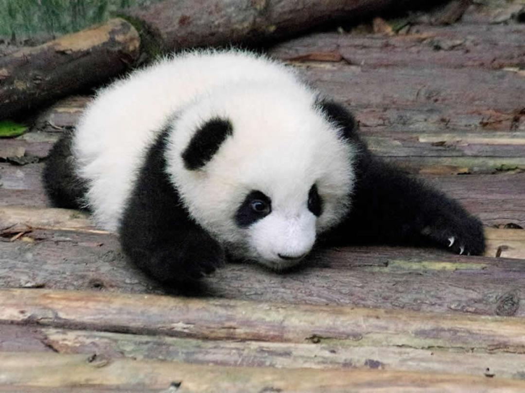 توله پاندا (Giant Panda) سیاه و سفید روی زمین چوبی