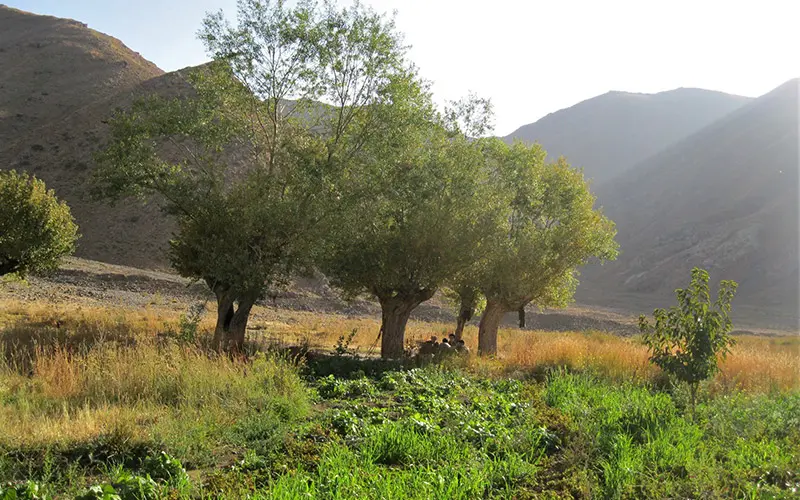 طبیعت دشت هویج
