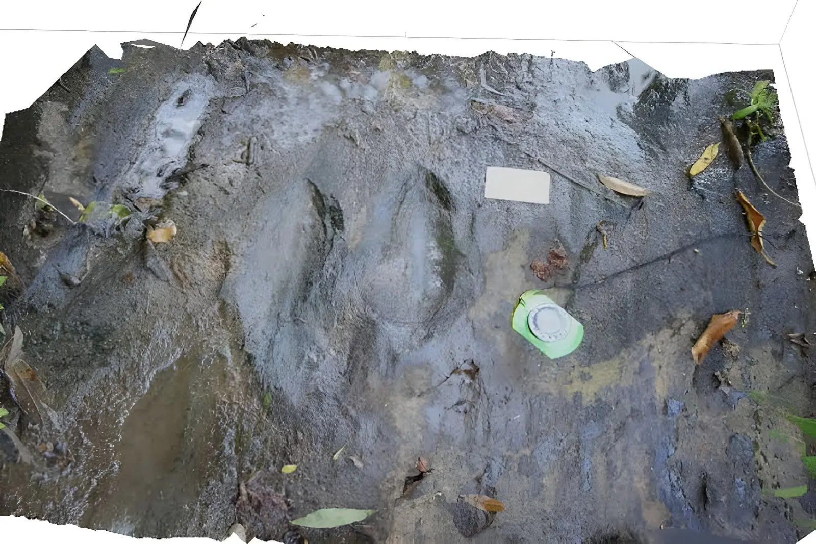 ردپای فسیلی دایناسور (Dinosaur footprint) در لایه‌های رسوبی مکزیک