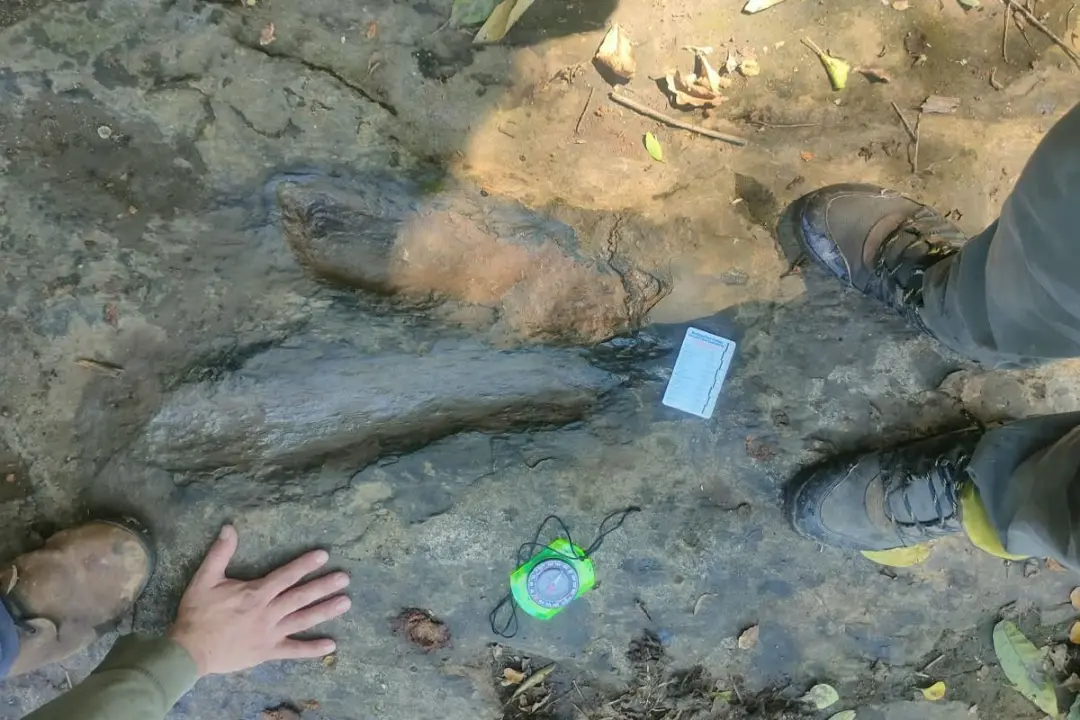 فسیل دایناسور (Dinosaur fossil) یافت شده روی زمین سنگی در مکزیک