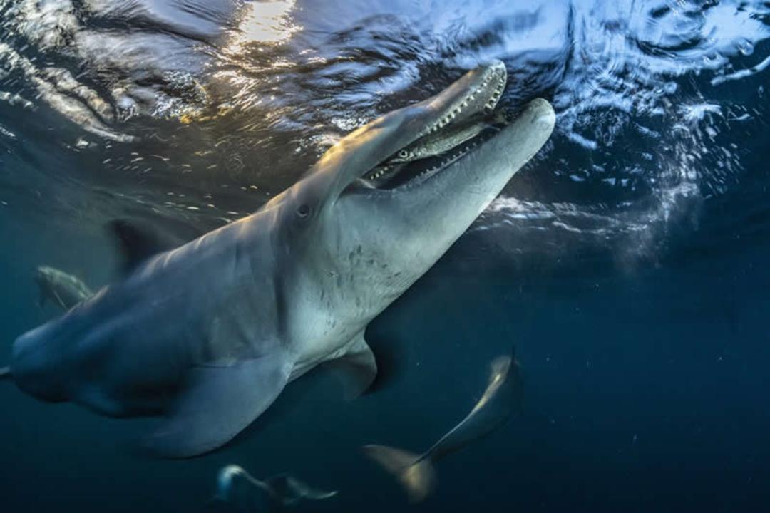 دلفین (Dolphin) در نزدیکی سطح آب اقیانوس زیر نور خورشید
