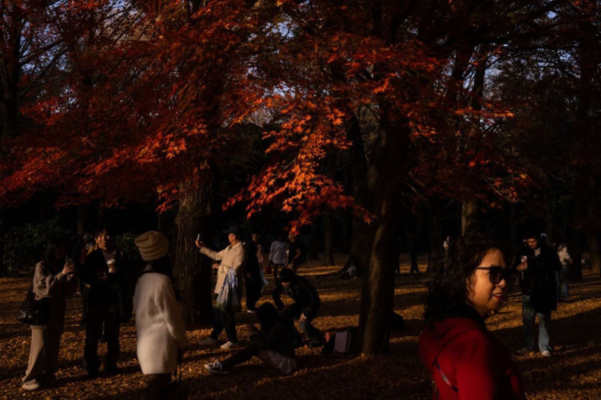 گردشگران در حال عکس گرفتن از درختان افرای پاییزی در پارک یویوگی توکیو